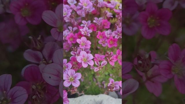 Цветет камнеломка!!! смотреть онлайн
