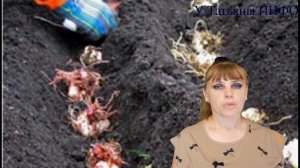 Как и когда ЛУЧШЕ пересаживать ЛИЛИИ и НАРЦИССЫ?