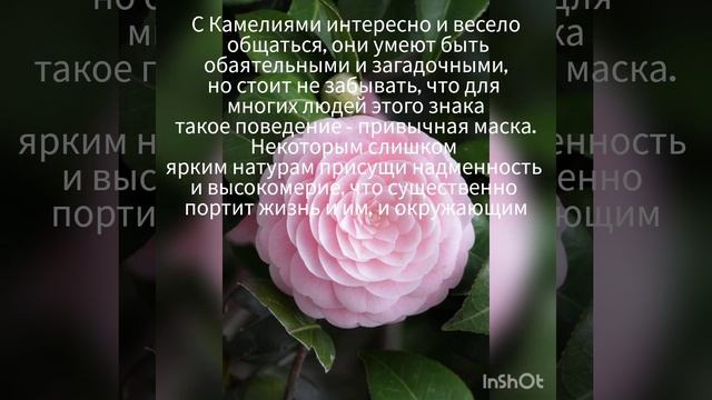 Цветочный гороскоп Камелия,люди рождённые с 4.10 по 13.10 смотреть онлайн