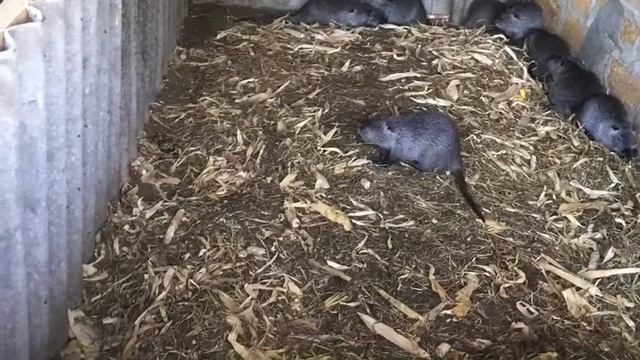 Клетки для нутрий сделал смотреть онлайн