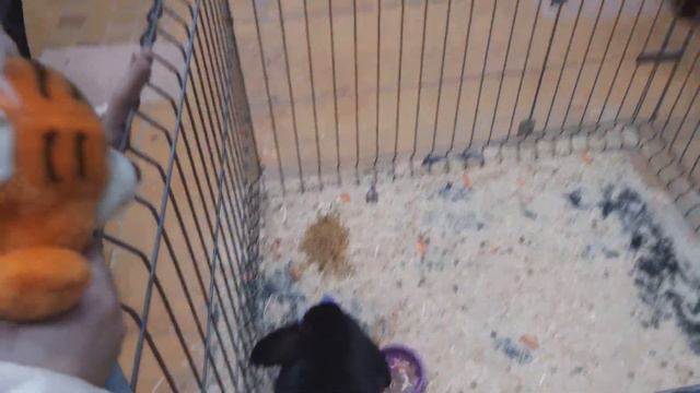 Выставка кроликов/Пушистые комочки))) смотреть онлайн