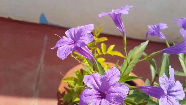 Mexican Petunia Flower Plant // Purple Flower смотреть онлайн