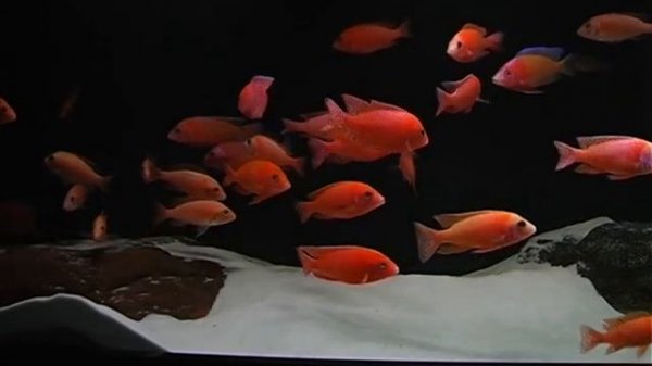 Aulonocara Fire Fish Red Line:  Red Dragon, Red Coral, Red Orchid, Strawberry, Firefish nr 1