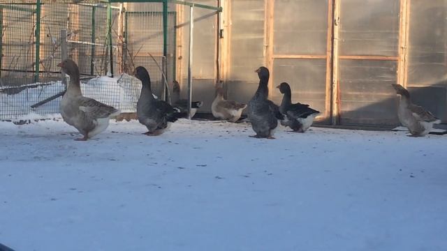 Тулузские племенные гуси смотреть онлайн