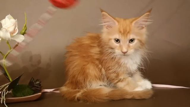 Кошка №70 ПОМЕТ НА БУКВУ Б от 21 02 19г ПОЛИДАКТ 6х6х6х6 смотреть онлайн