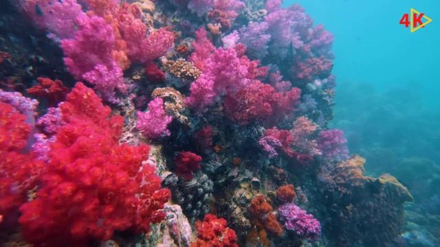 Under Water Life in Ocean 4k UHD Coral Ocean 4K - Nature - Ocean Meditation Relaxing Music смотреть онлайн