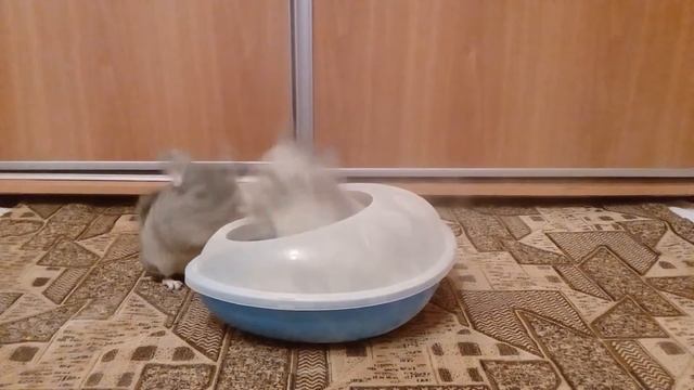 Шиншиллы купаются в песке. смотреть онлайн