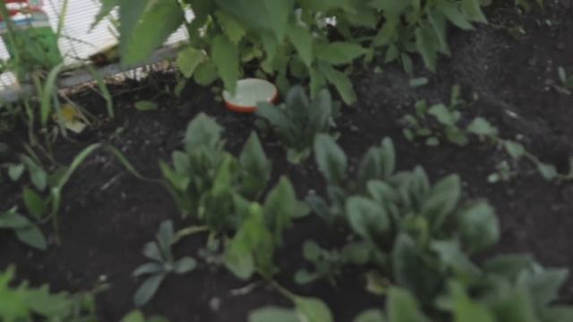 ЛУЧШЕЕ СРЕДСТВО ОТ МУРАВЬЕВ КОТОРЫЙ СДЕЛАЕТ КАЖДЫЙ! ОБЗОР ТОП 5 ЛУЧШИХ СРЕДСТВ ПО БОРЬБЕ С МУРАВЬЯМ смотреть онлайн