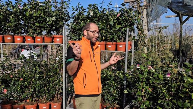 Camellia Japonica o Camelia del Giappone: Come si cura? Dove Posizionare? Come Potare? Quanto Costa смотреть онлайн