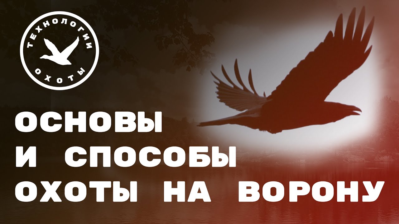 Основы, теория и практика охоты на ворону смотреть онлайн