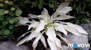 Вы хотите БЕЛУЮ ХОСТУ? /Особенности сорта Вайт Фезер/