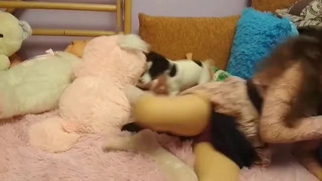 Мне подарили собаку. смотреть онлайн