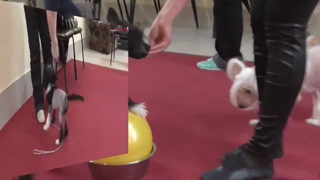 Китайские пупсы на группе социализации. Декабрь 2014. смотреть онлайн