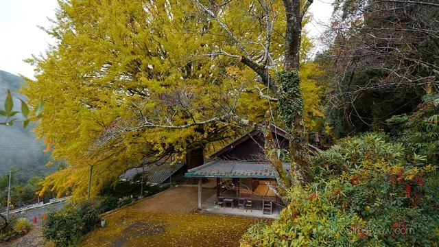 Fukusada No Oicho Ginkgo Tree - Wakayama - 福定の大銀杏 - 4K Ultra HD