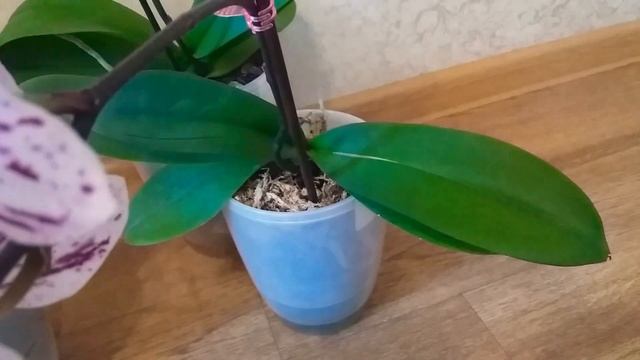 Мои невероятно красивые Биг Липы! смотреть онлайн