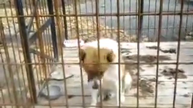 Собака по имени Леон смотреть онлайн
