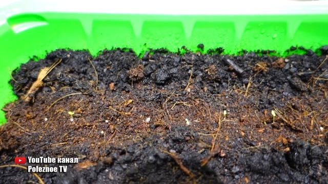 ТЕПЕРЬ СЕЮ ПЕТУНИЮ ТОЛЬКО ТАК СЕМЕНА ВСХОДЯТ ОЧЕНЬ БЫСТРО И 100% смотреть онлайн