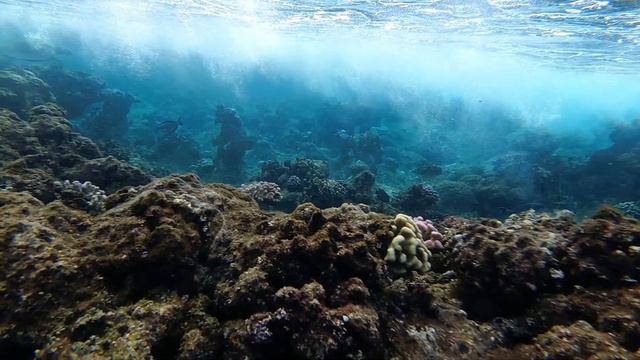 Sailing and Freediving the Red Sea смотреть онлайн