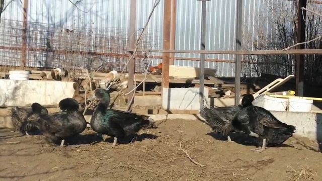 Запись на утят и инкубационные яйца уток//Поздравления с новым годом смотреть онлайн