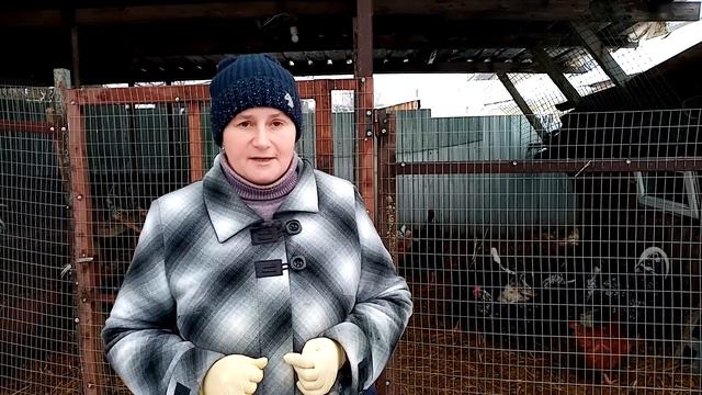 МЕДОСМОТР кур перед инкубацией. смотреть онлайн