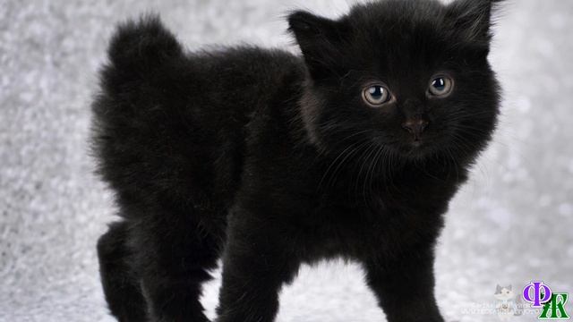 Когда в дом принесли котёнка, старая кошка посчитала себя преданной. И ушла жить к бабушке смотреть онлайн