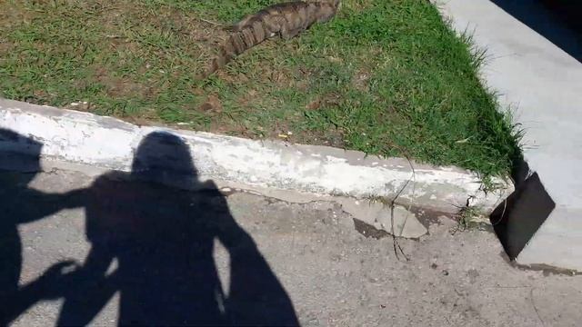 #Абхазия#Пицунда#фотограф"пока жена снимала крокодила под пальмой ей мартышку на плечо подсадили??? смотреть онлайн