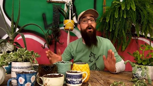 HOW TO PROPAGATE BEAR'S PAW SUCCULENTS | A Guide To Propagating Cotyledon Tomentosa From Cuttings