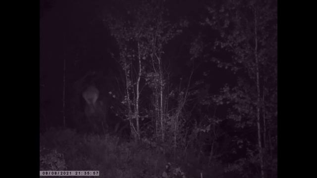 Благородный олень в кадре фотоловушки Suntek810 M смотреть онлайн