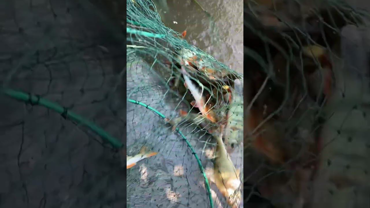 Окунь на удочку #отдых #fishing #кубань #рыбалка #река #лиман #fish смотреть онлайн