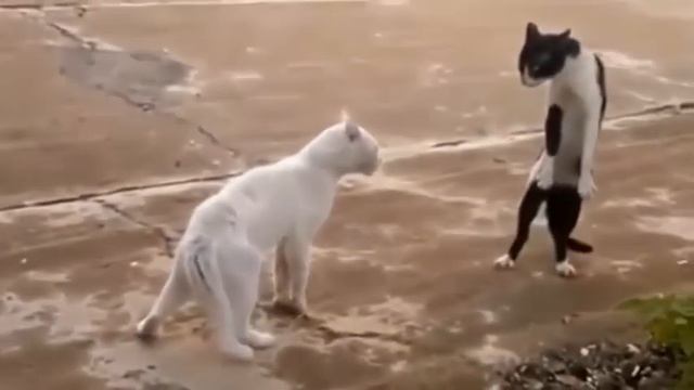 Смешные коты и смешные кошки | Видео приколы | Смех до слез | Сборник приколов | Канал НастроэШн №1