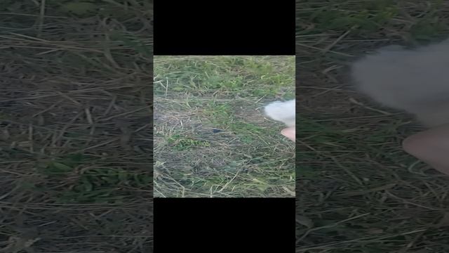 Большой кот 20220612 смотреть онлайн