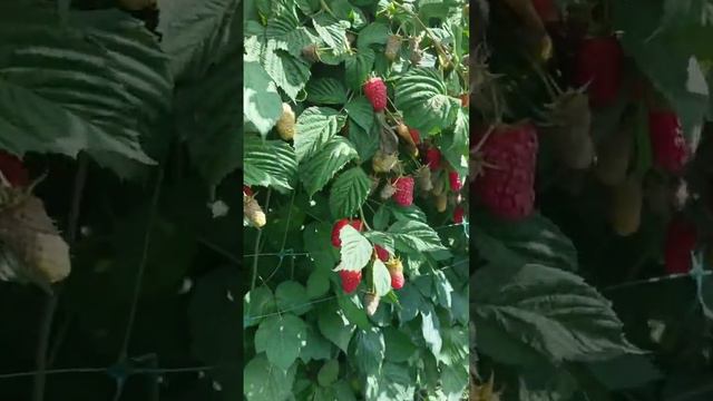 10 кг малины с 1 метра !!! Миф или реальность?? смотреть онлайн