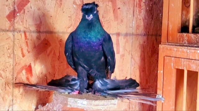 Самый крутой голуб черный.. Очень выглядит видом богатым высоки жук смотреть онлайн