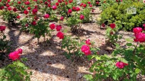 КАК ПРАВИЛЬНО ПОЛИВАТЬ РОЗЫ? ? Уход за Розами ? полезные советы Хитсад