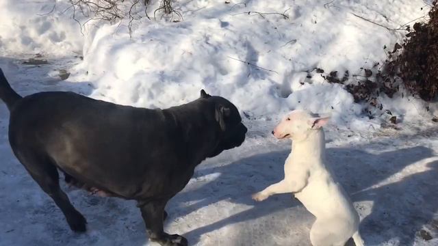 Кане корсо и минибуль, бой!!! смотреть онлайн