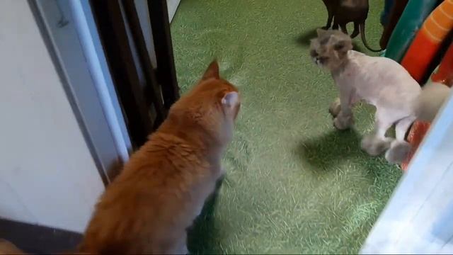 Видео про кошек. Стрижка Персидской кошки смотреть онлайн