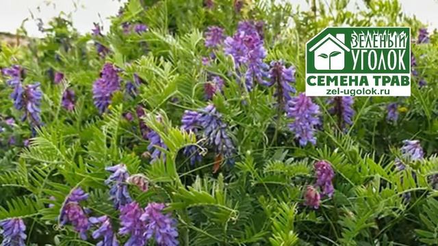 Вика яровая - сидерат и кормовая культура смотреть онлайн