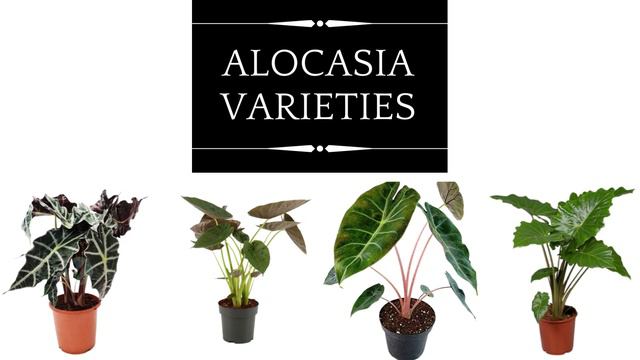 Alocasia Plant Care / Alocasia Varieties With Names / Alocasia Amazonica / Elephant Ear смотреть онлайн