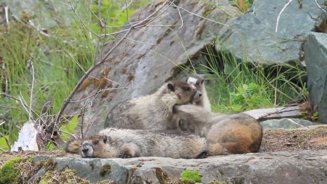 Relaxing and Meditation music video|| Best neture and music video|| Use Hadephone #music смотреть онлайн