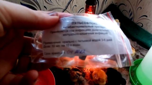 Чем отличаются цветные бройлеры от обычных белых бройлеров?Несутся ли они? смотреть онлайн