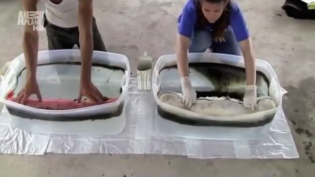 Введение в котоводство Animal Planet S03E04 смотреть онлайн