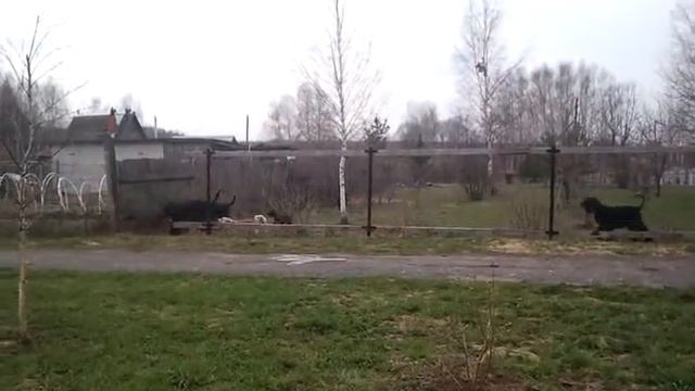 Цвергпинчер задира:) смотреть онлайн