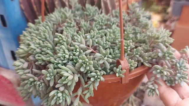 SUCULENTAS QUE FORMAM COLONIAS MARAVILHOSAS/ 15 QUE ENCHEM O VASO + SUBSTRATO + ADUBO. смотреть онлайн