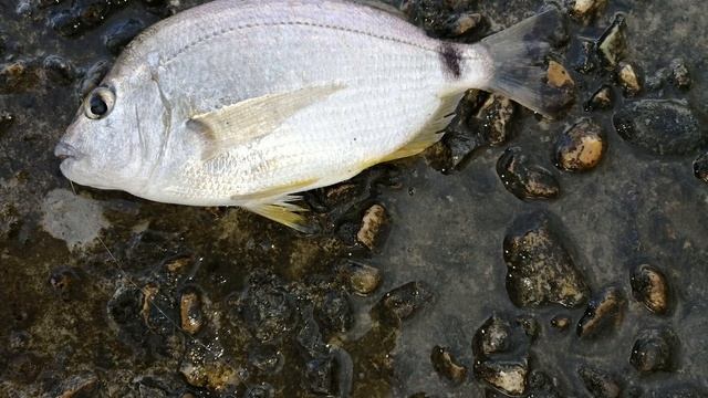 Рыбалка -развлекалка на Черном море с волнореза. Агой, август 2020г. смотреть онлайн