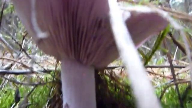 Lila pereszke смотреть онлайн