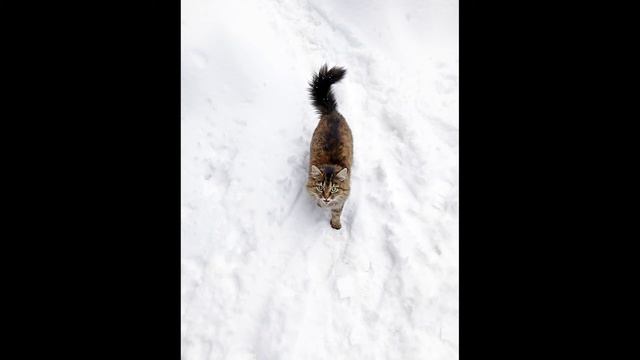 Вопрошающее мяуканье сибирской кошки (фото + аудио Levuarden)
