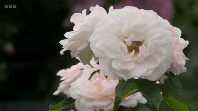 🔴 Gardeners' World 2022 Episode 26 2022