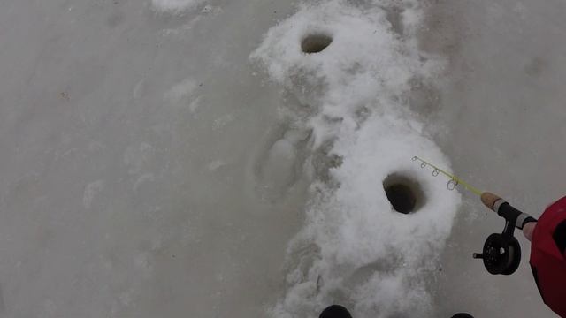 28 01 2024 глухозимье, но окунь клюет активно! смотреть онлайн
