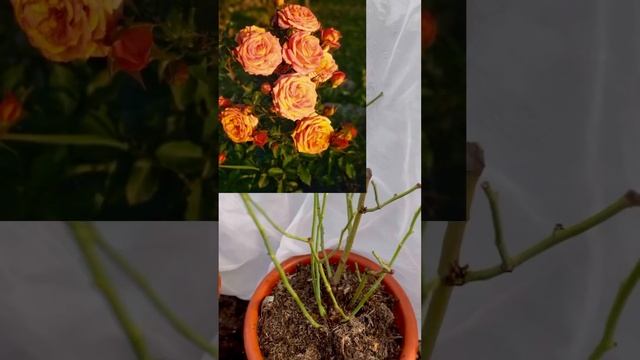 Розы в больших горшках круглый год.#садтатьяны #сад #дача #цветы #садогород смотреть онлайн