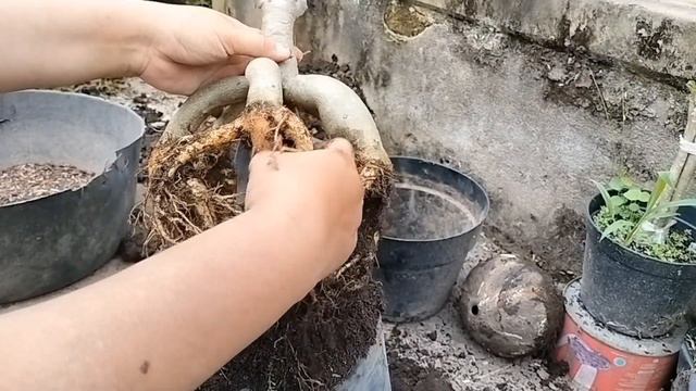 Ganti Media Adenium смотреть онлайн